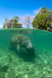 2023_02_Florida_CrystalSprings_Manatees_UW_21