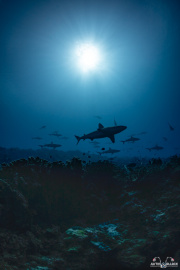 2024_01_French_Polynesia_Fakarava_UW_100