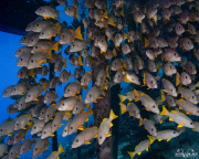 2024_01_French_Polynesia_Fakarava_UW_1032-2-Edit