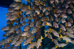 2024_01_French_Polynesia_Fakarava_UW_1032-2-Edit