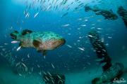2024_08_Florida_Jupiter_GoliathGroupers_UW_85-Edit
