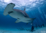 2025_01_Bahamas_Bimini_UW_193
