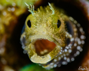 2025_05_Curacao_UW_298-Edit