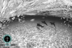 After spotting dolphins off the bow of the boat on a trip to the Bahamas, I quickly grabbed my housing, dunked it overboard, and asked someone to hold on to my legs for dear life so I didn't fall in; the result was astonishing!