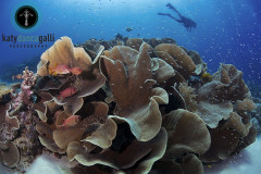 Palau has the healthiest coral structures I've seen to date, and should be held as an example for every other nation as to what great conservation efforts can achieve!