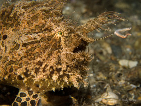 Striated Frogfish, Lake Worth Lagoon, FL
