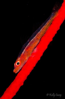 Whip Goby, Indonesia
