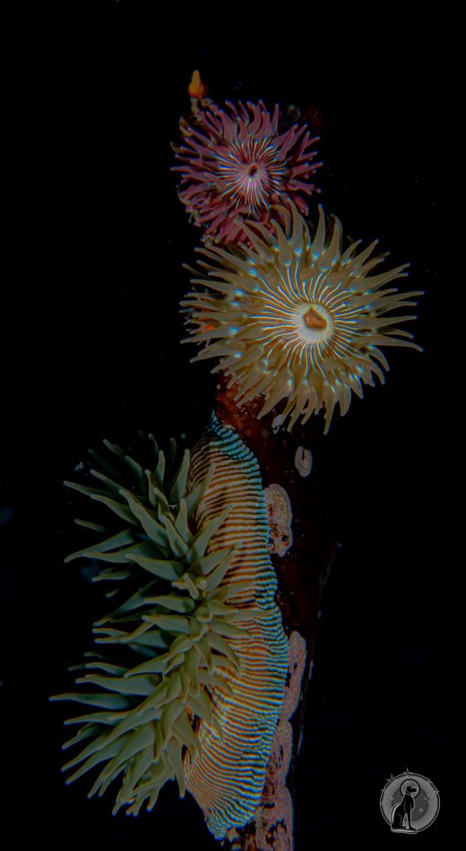 Brooding Anemones (Epiactis) on kelp.