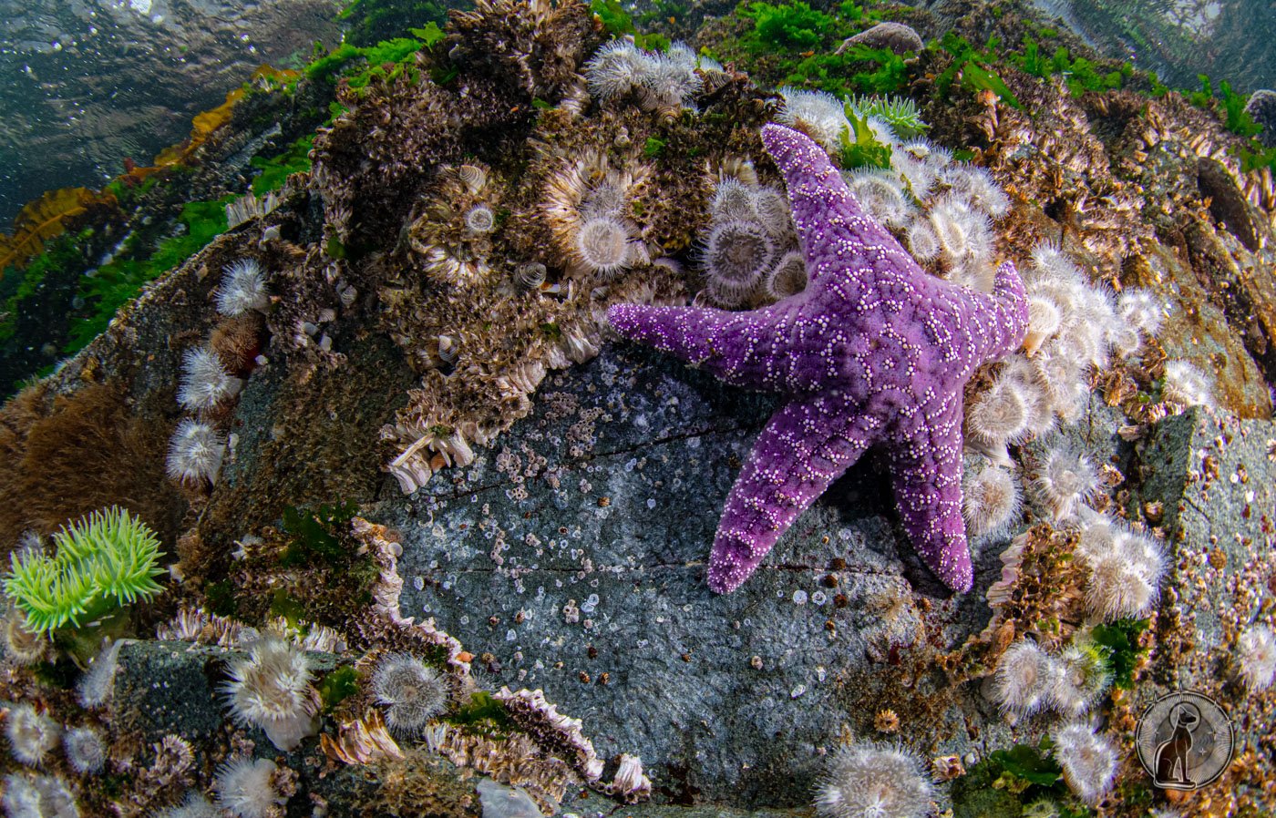 Purple Ochre Starfish (Pisaster ochraceus) on Wall.