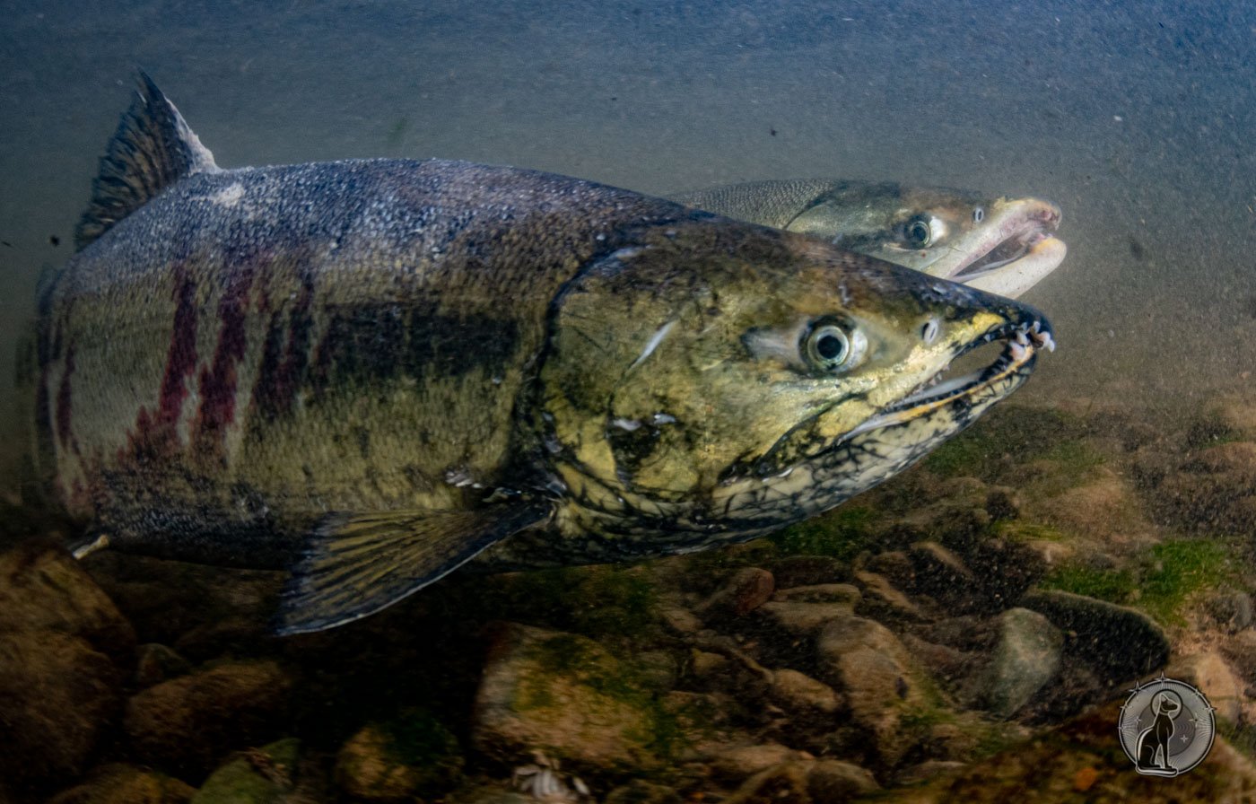 Chum Salmon (Oncorhynchus keta).