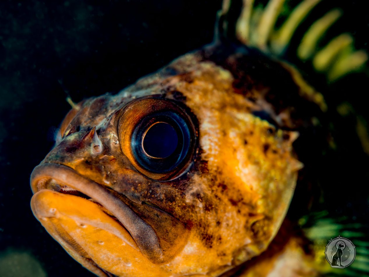 Quillback Rockfish (Sebastes maliger).