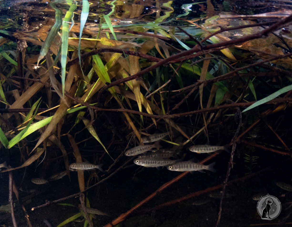 School of Juvenile Coho Salmon (Oncorhynchus kisutch).