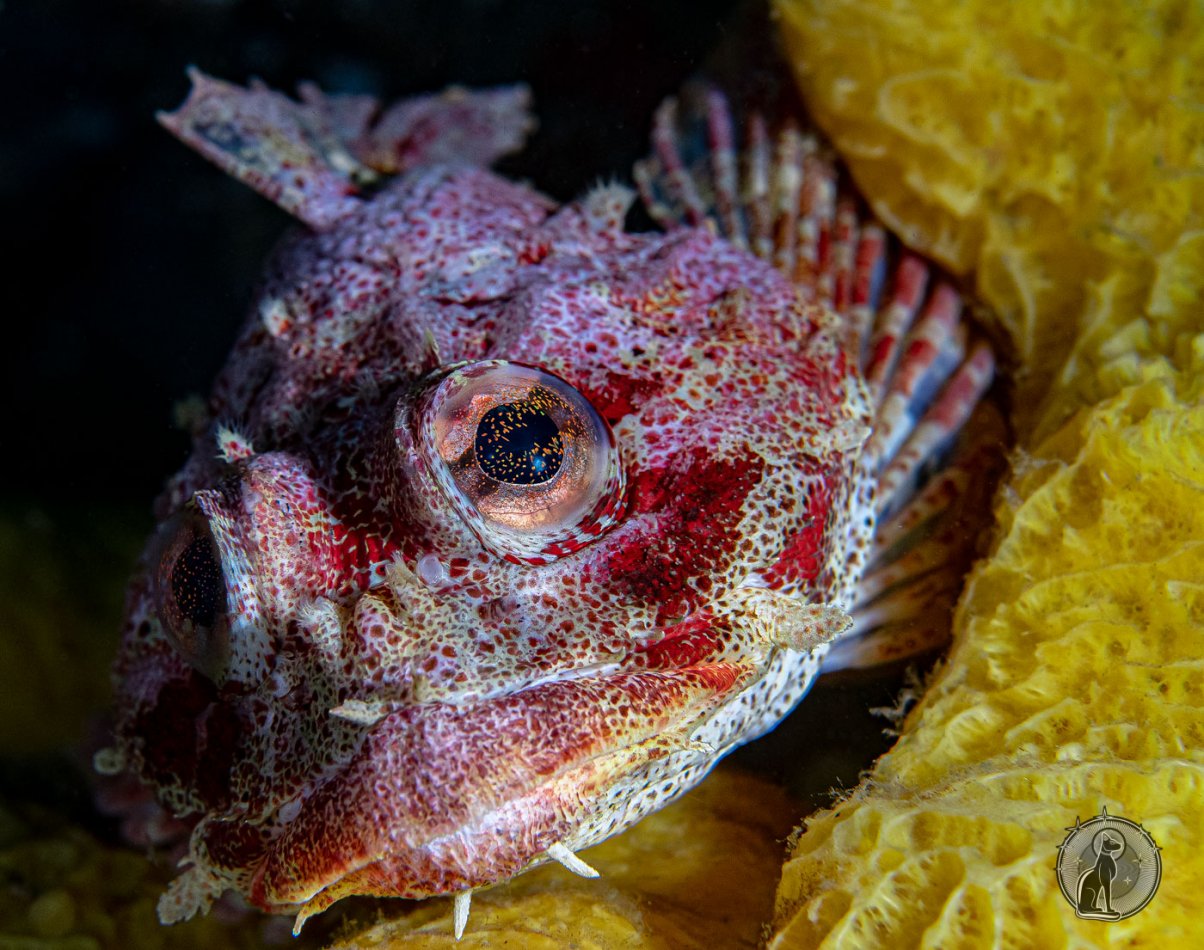 Red Irish Lord Portrait (Hemilepidotus hemilepidotus).