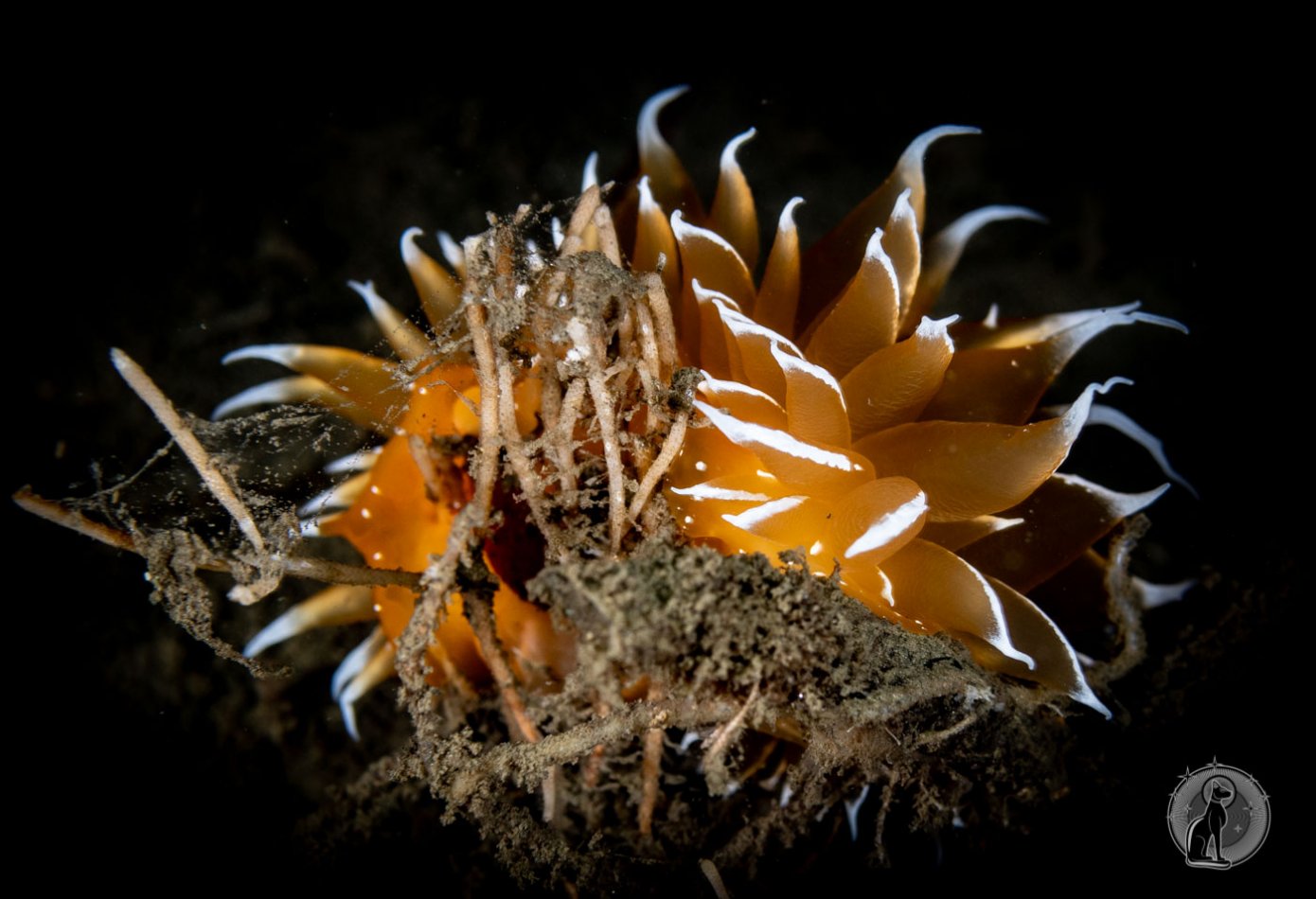 Golden Dirona Nudibranch.