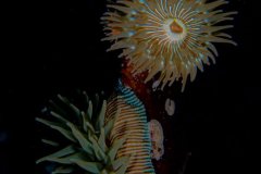 Brooding Anemones (Epiactis) on kelp.