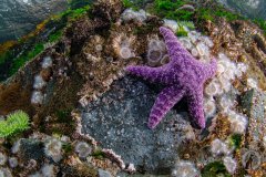 Purple Ochre Starfish (Pisaster ochraceus) on Wall.