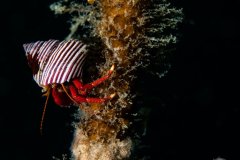 Hermit crab on kelp.