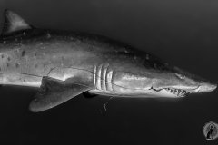 Sandtiger shark (Carcharias taurus).