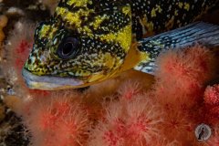 China Rockfish in Sea Strawberries (Sebastes nebulosus ).