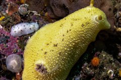 Sea Lemon and San Diego Nudibranch.