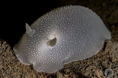 Odhner’s dorid.
