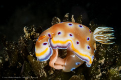 Goniobranchus geminus nudibranch laying eggs. Photographed in Ambon, Indonesia.