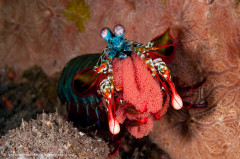 Peacock mantis shrimp with eggs (Odontodactylus scyllarus). Photographed in Bali, Indonesia (Tulamben area).