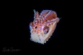 Paper Nautilus Pelagic Octopus - Argonaut – Female