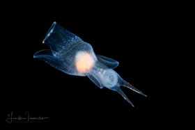 Sea Angel - Gymnosome - Pelagic Opisthobranch