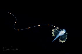 Soapfish Larva - Rypticus sp.