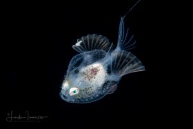 Batfish Larva - Pancake  - Halieutichthys aculeatus