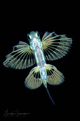 Flyingfish