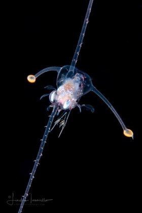 Crab Zoea Larva