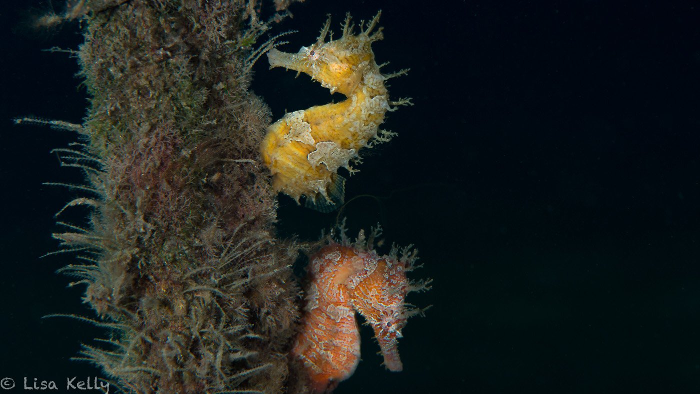 Seahorse duo