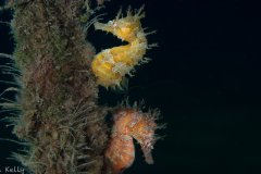 Seahorse duo
