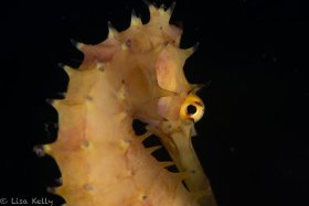 Shy Seahore