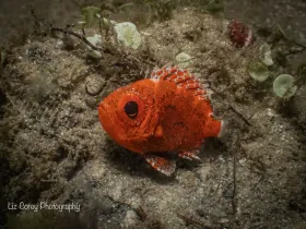 © Liz Corey - All Rights Reserved