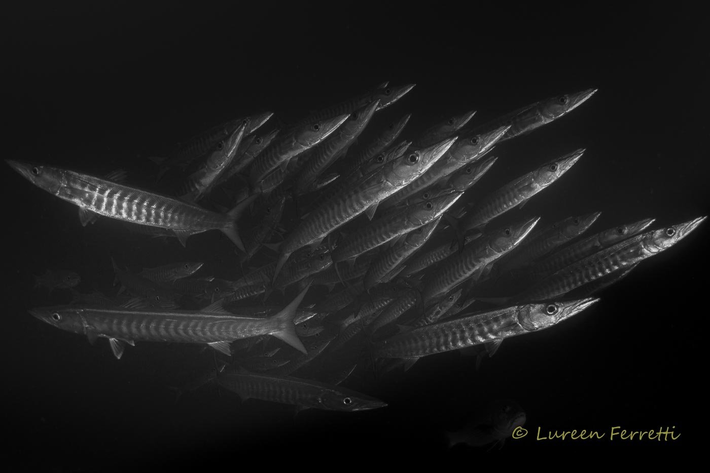 Clearly Divided - There are always a few that refuse the follow the crowd !   Barracudas in the Maldives
