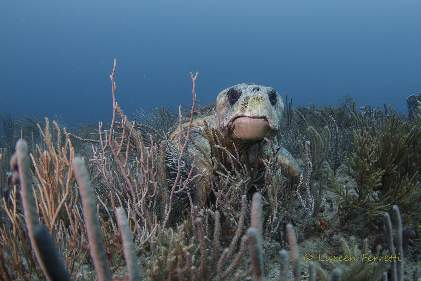 Gramps – I didn’t intend to wake this lumbering loggerhead – but I had to photograph it !