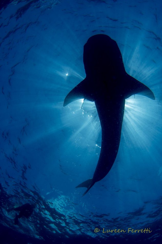 Holy Whale Shark !  I enjoyed taking photos of the sharks close to the surface with the sunrays bursting around them, so I thought, hmmmm – it would be great to get a whale shark silhouette !  In hindsight, there are a couple of HUGE differences, whale sharks are MUCH larger and I’m not on scuba.  That was scary but I did get the shot !