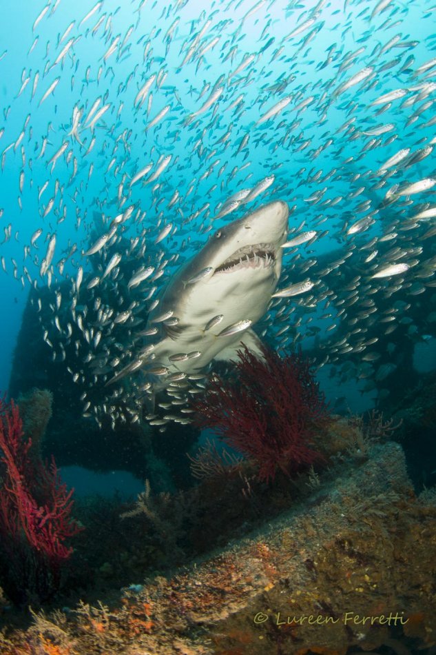 If you haven’t dove with the sand tiger sharks in North Carolina yet, you need to add it to your bucket list !  The sand tigers remind me of our local lemon sharks, very docile and curious.  They swim around somewhat lethargic.