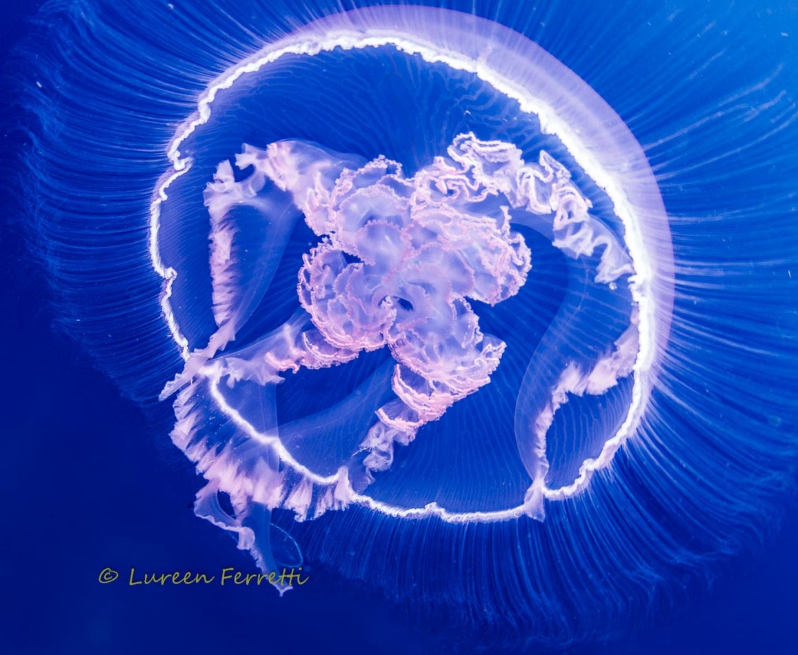 Oh Jelly !  What do you do when your forced to do your safety stop in the middle of a jellyfish invasion ? Photograph them - of course !