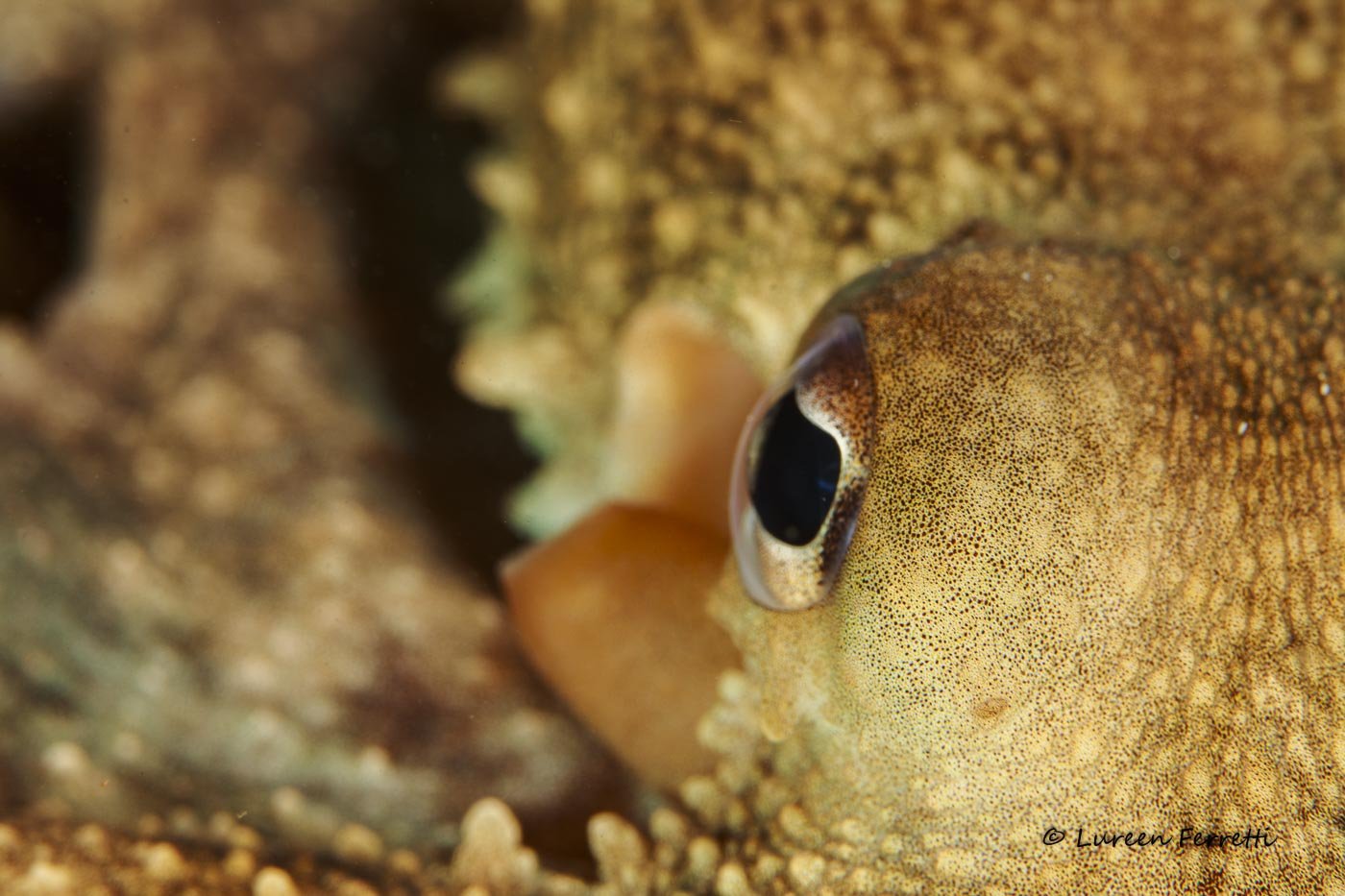 This octo got all up in my face, so I did the only thing I could.  Snapped a photo !