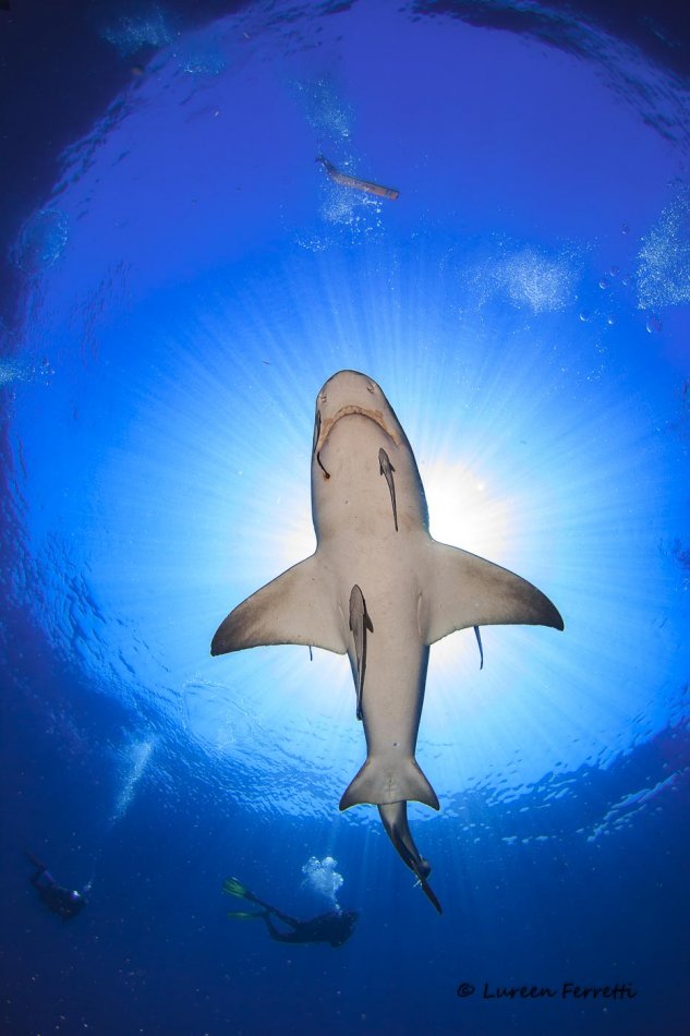 My recent diving addiction… sharks.  A lemon shark buzzes overhead on an absolutely stunning day !