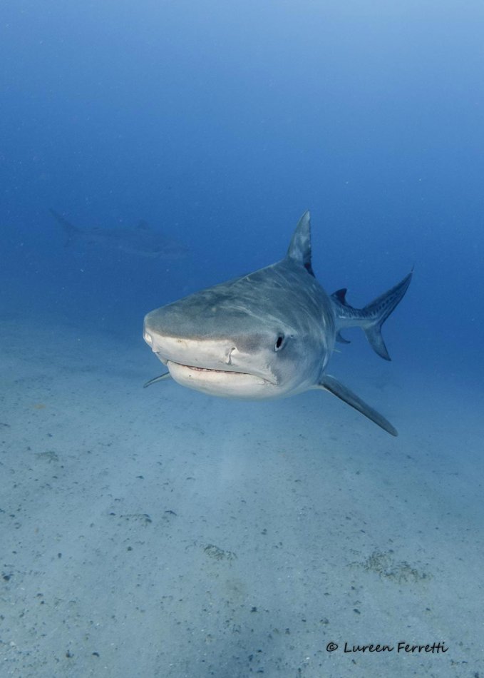 South Florida is home to many shark species.  We have some “regulars” that we look forward to seeing every year.  Two of our regular tigers include DJenny in the foreground and Patrick off in the distance.