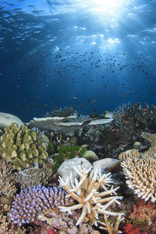 Reef scenes in Fiji are STUNNING !