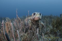 Gramps – I didn’t intend to wake this lumbering loggerhead – but I had to photograph it !