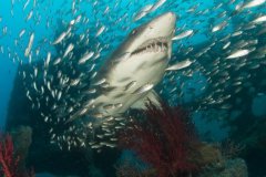 If you haven’t dove with the sand tiger sharks in North Carolina yet, you need to add it to your bucket list !  The sand tigers remind me of our local lemon sharks, very docile and curious.  They swim around somewhat lethargic.