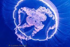 Oh Jelly !  What do you do when your forced to do your safety stop in the middle of a jellyfish invasion ? Photograph them - of course !