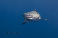 Snooty – our Lemon shark ambassador.  She LOVES to be the center of attention, can’t you tell.
